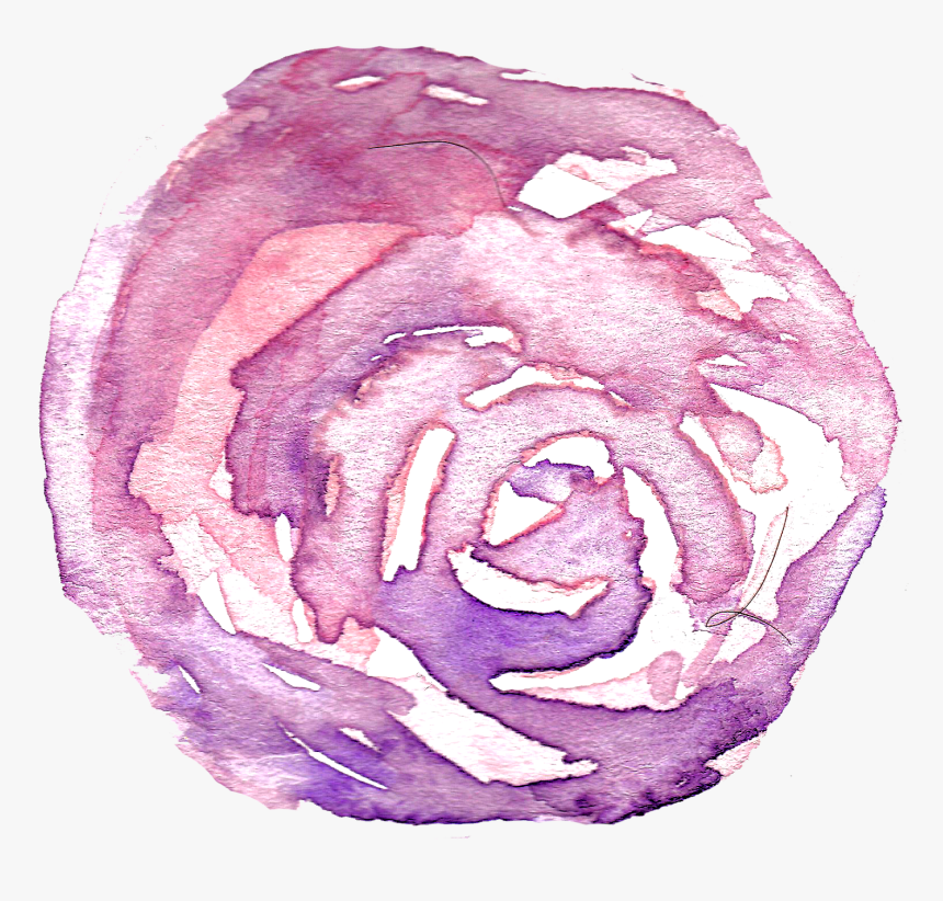 Watercolor, Rose, Flower, Hand Painted, Spring - Separator Discord, HD Png Download, Free Download