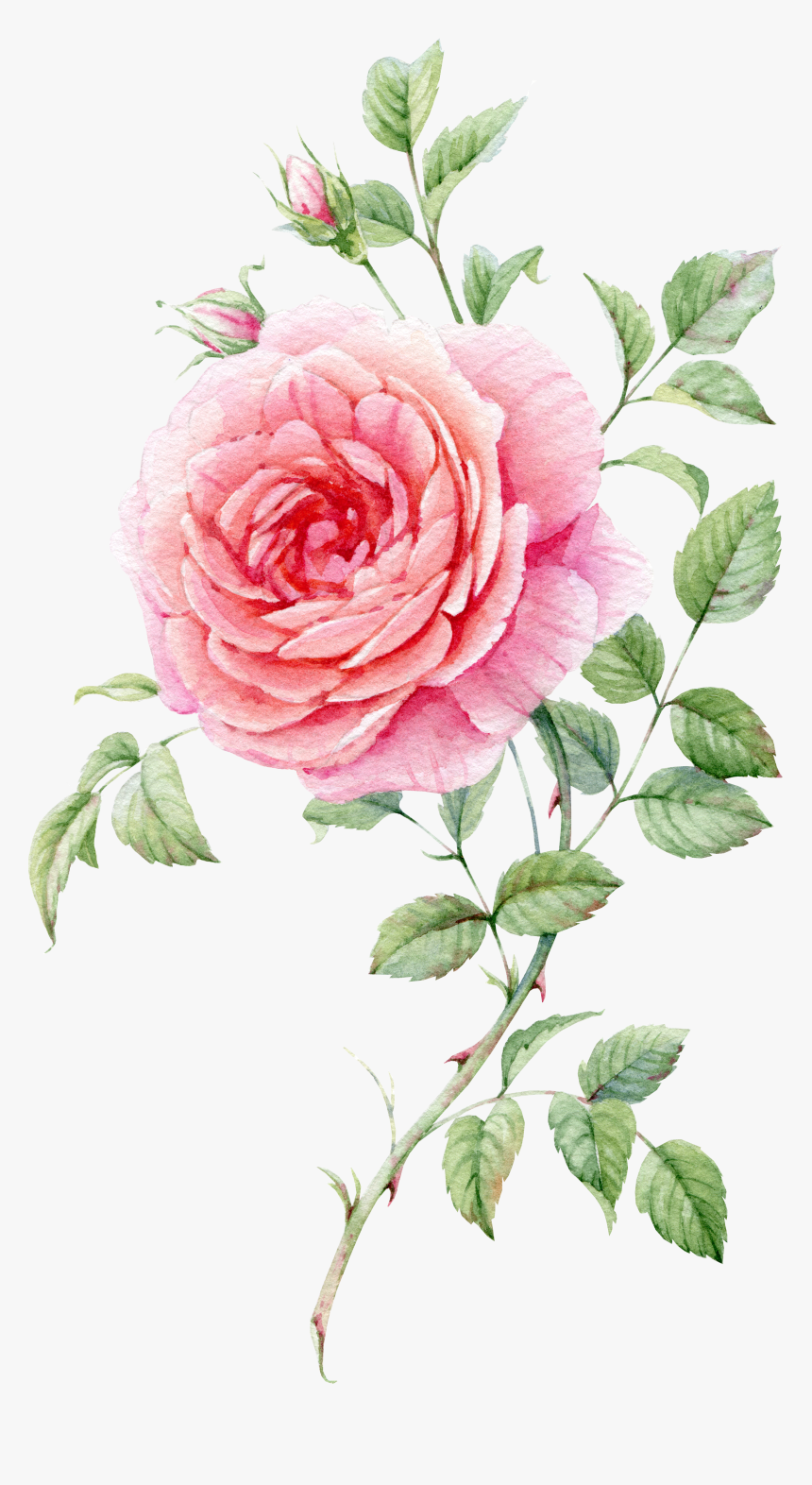 Watercolor Rose Pink Png, Transparent Png, Free Download