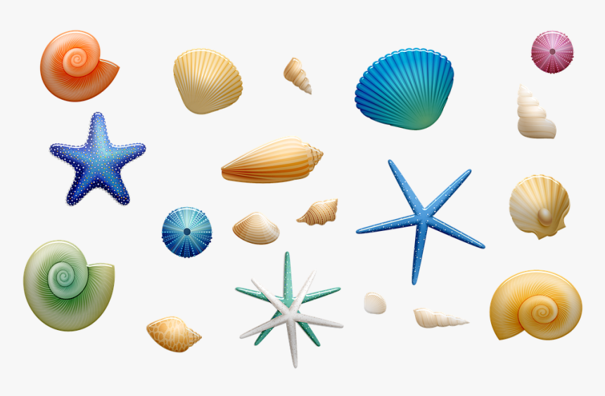 Sea Shells, Starfish, Shells, Beach, Sea, Shell, Ocean - Conchas De Mar Png, Transparent Png, Free Download
