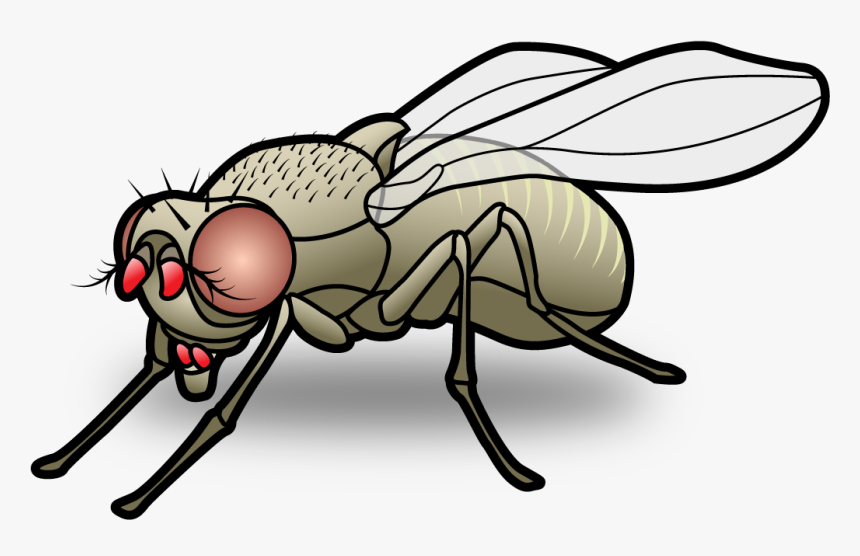 Home - Cartoon Transparent Fly Png, Png Download, Free Download