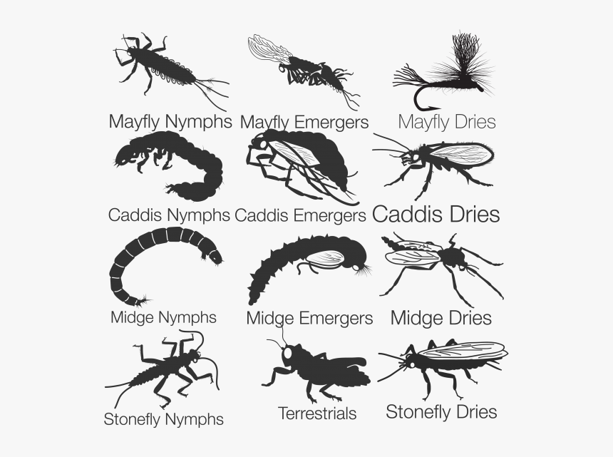 Fly Fishing Entomology, HD Png Download, Free Download