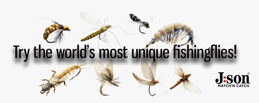 Slider Image - Net-winged Insects, HD Png Download, Free Download