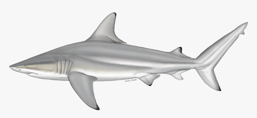 Bull Shark, HD Png Download, Free Download