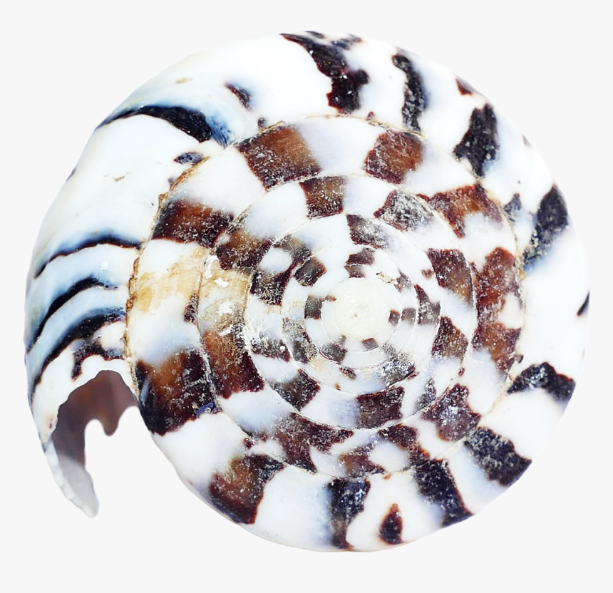 Sea Shell Png Transparent Image - Seashell, Png Download, Free Download