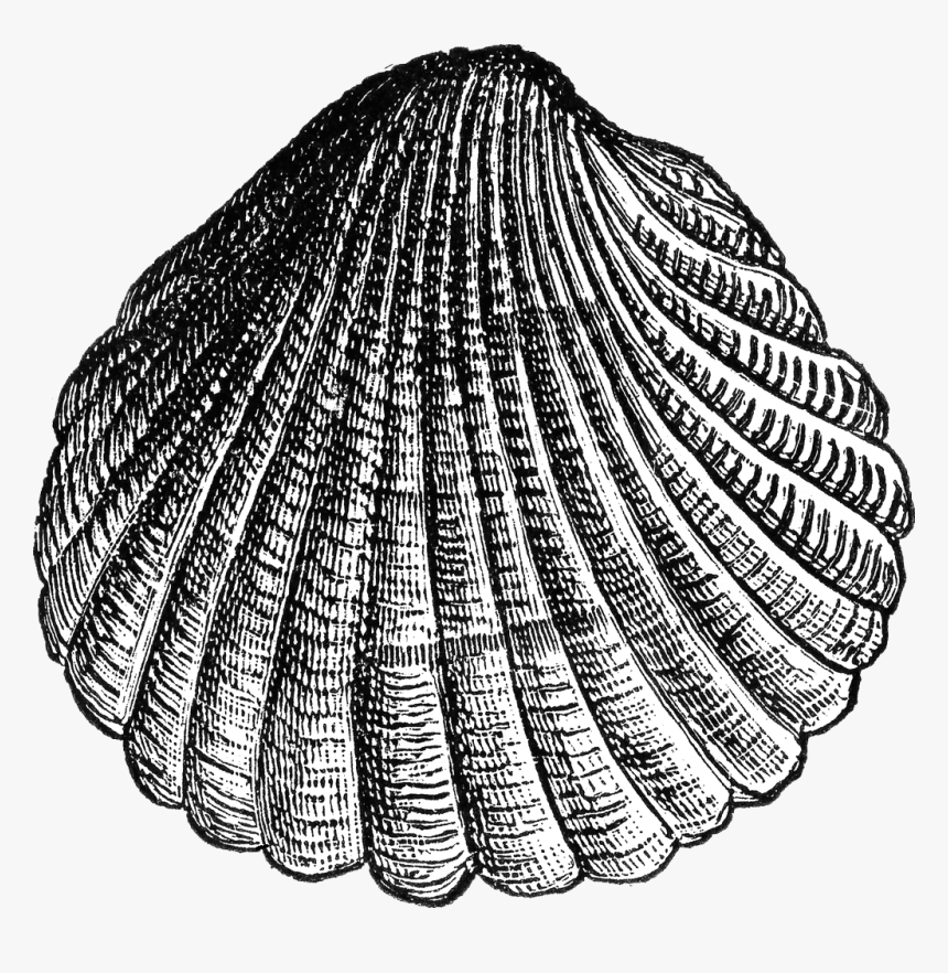 Cockle Clipart, HD Png Download, Free Download
