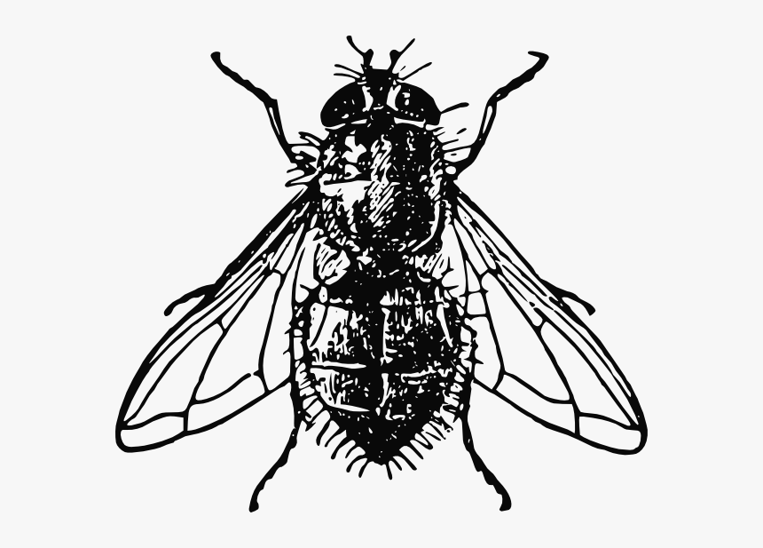 Peterm Housefly Clip Art - Fly Image Black And White, HD Png Download, Free Download