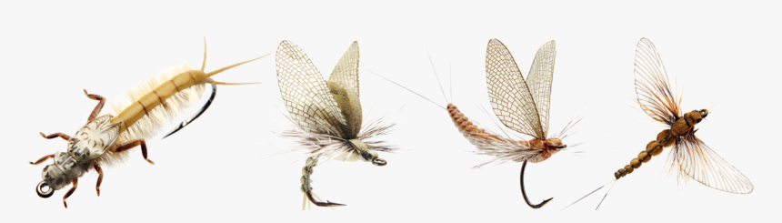 Mayflies, HD Png Download, Free Download