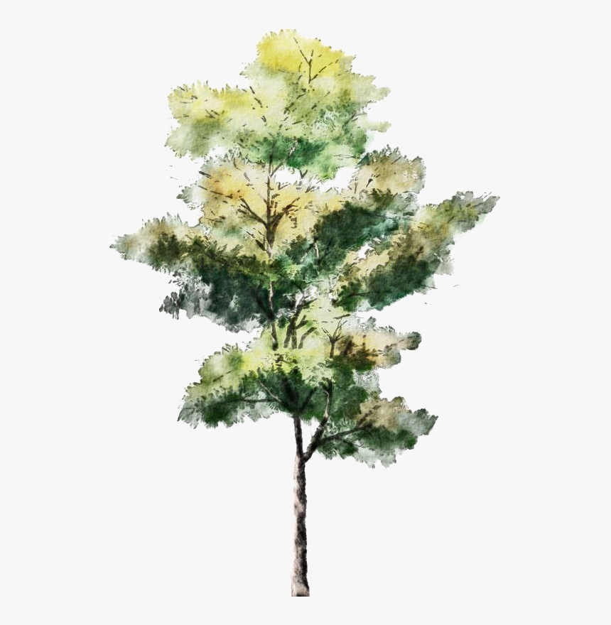 Sketch Tree Trees Watercolor Architecture Painting - Architecture Watercolour Tree, HD Png Download, Free Download