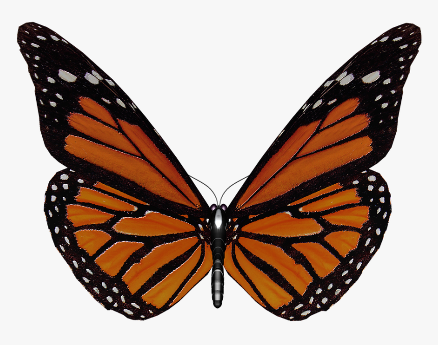 Butterfly Wings Transparent, HD Png Download, Free Download