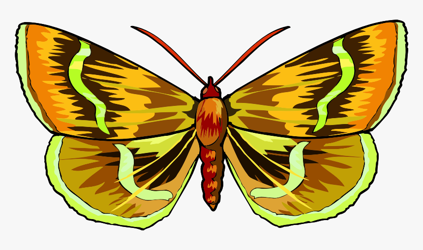 Butterfly - Brush-footed Butterfly, HD Png Download, Free Download