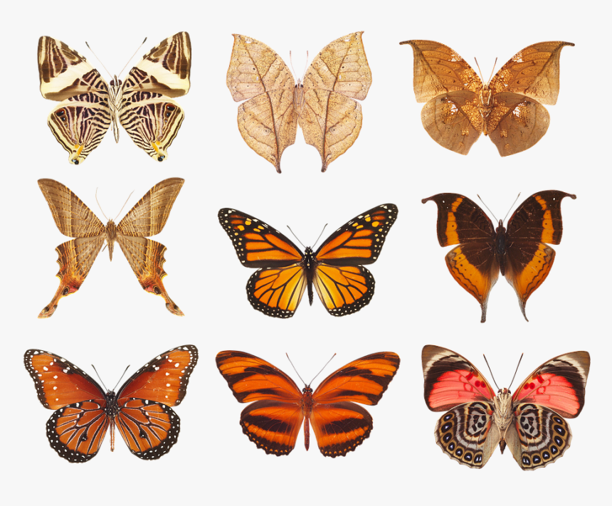 Butterfly, Collection Of Butterflies, Wings, Insects - Monarch Butterfly, HD Png Download, Free Download