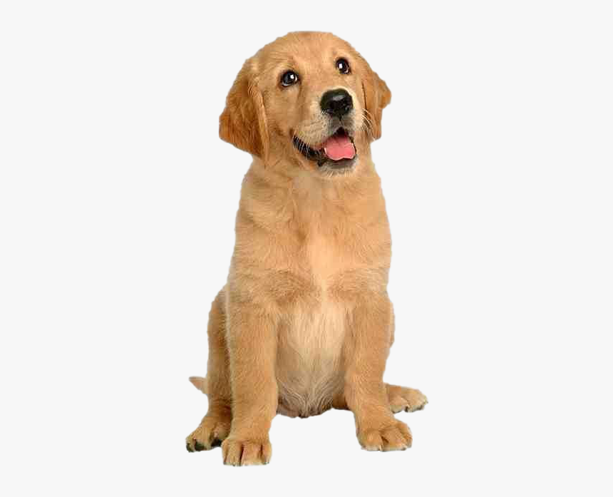 Dog Sitting Png Transparent Image - Dogs Sitting, Png Download, Free Download