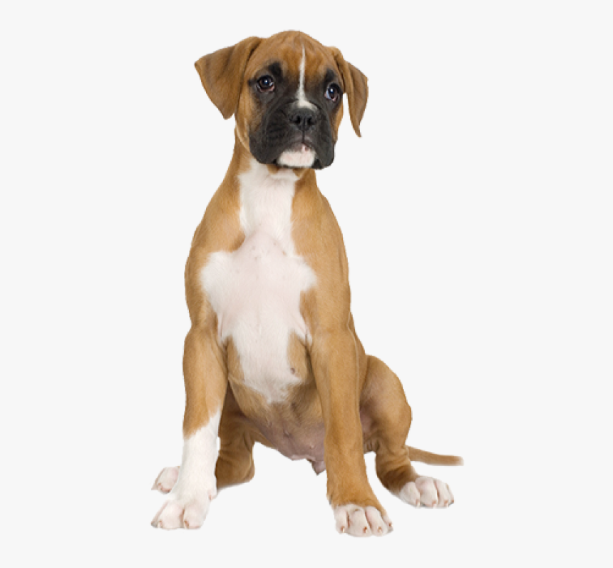 Dog Half Sitting Png - Boxer Dog Transparent Background, Png Download, Free Download