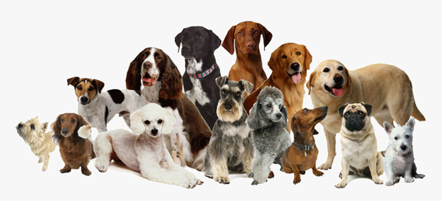 Daycare Sitting Pet Dog Cat Grooming Clipart - Many Breeds Of Dogs, HD Png Download, Free Download