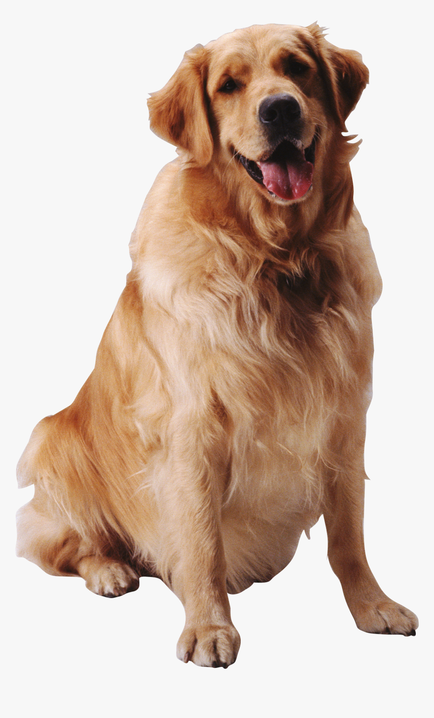 Transparent Background Sitting Dogs Png - Sitting Dog Png, Png Download, Free Download