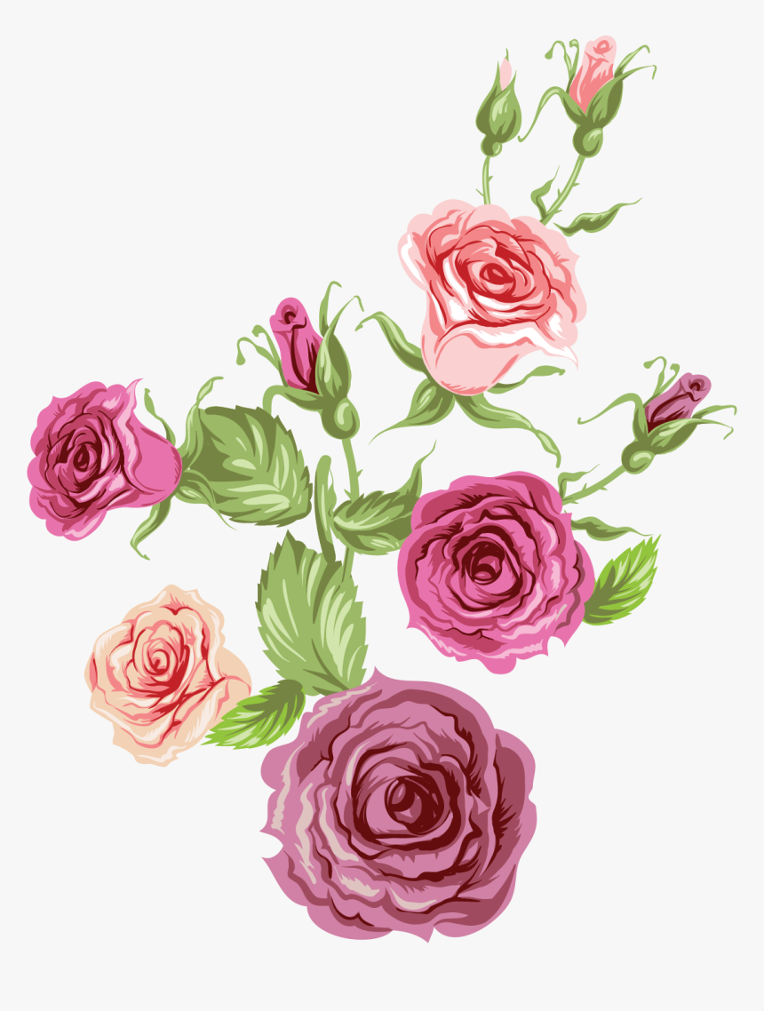 Garden Roses, HD Png Download, Free Download