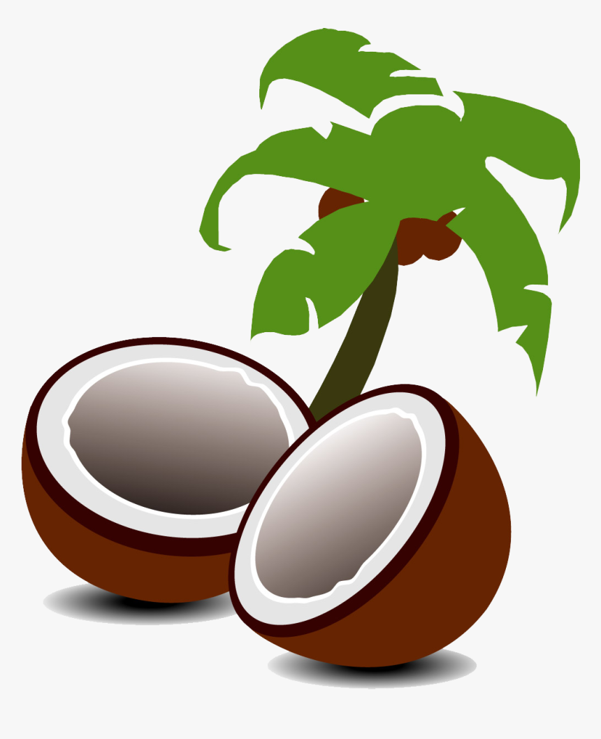 Coconut Water Coconut Milk Fruit Tree - Coconut Fruit And Tree Clipart, HD Png Download, Free Download