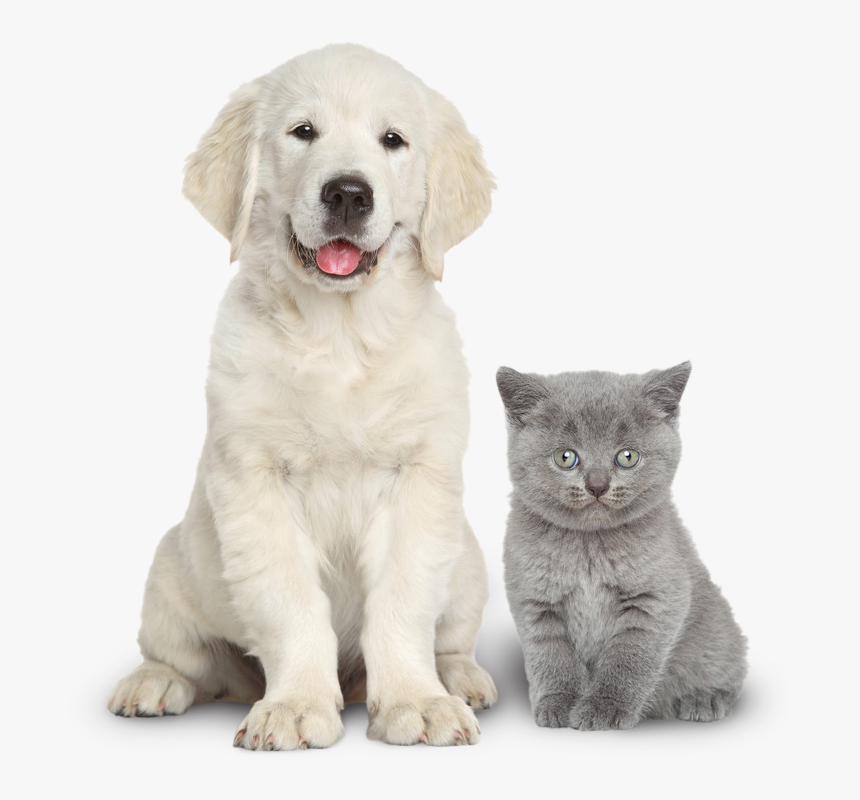 Dog And Cat Together, HD Png Download, Free Download