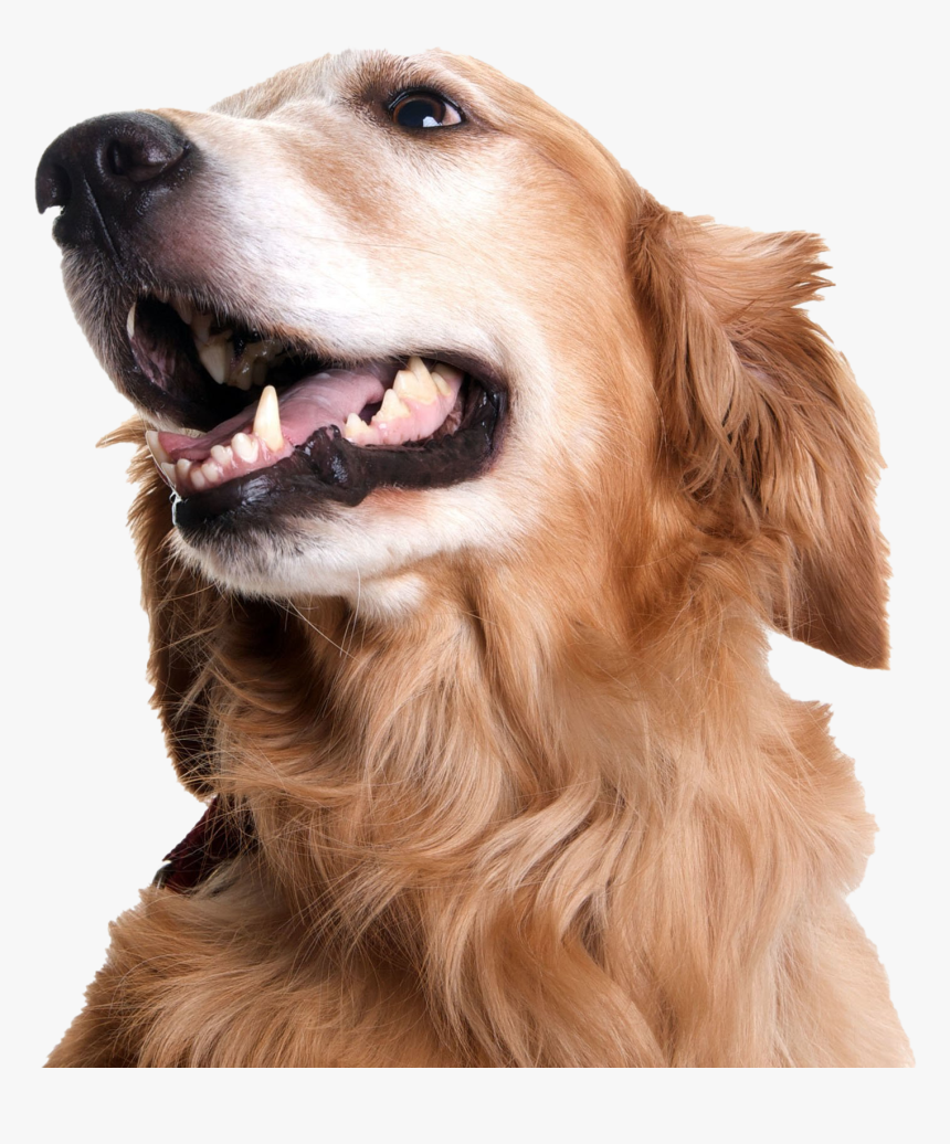 Dog Looking Png Picture Golden Retriever Teeth Transparent Png Kindpng