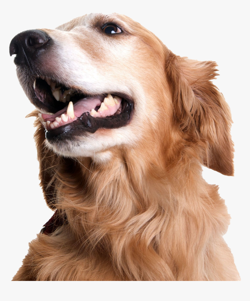 Dog Looking Png Picture - Golden Retriever Teeth, Transparent Png, Free Download