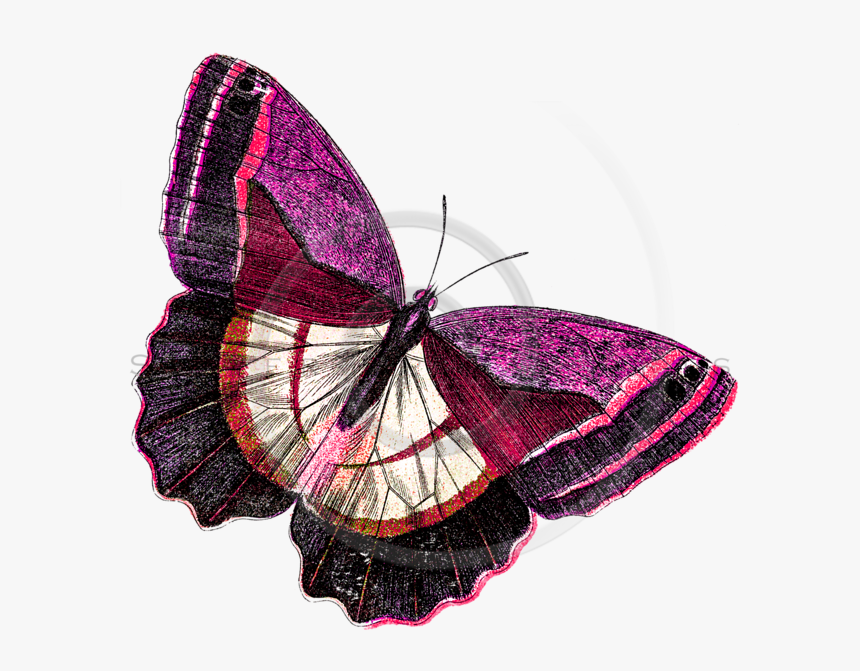 Pink Butterfly Png, Transparent Png, Free Download