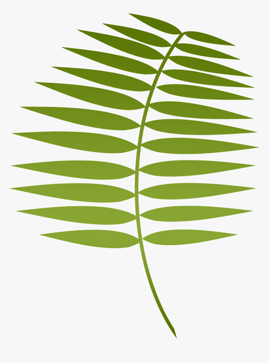 Lent Palm, HD Png Download, Free Download