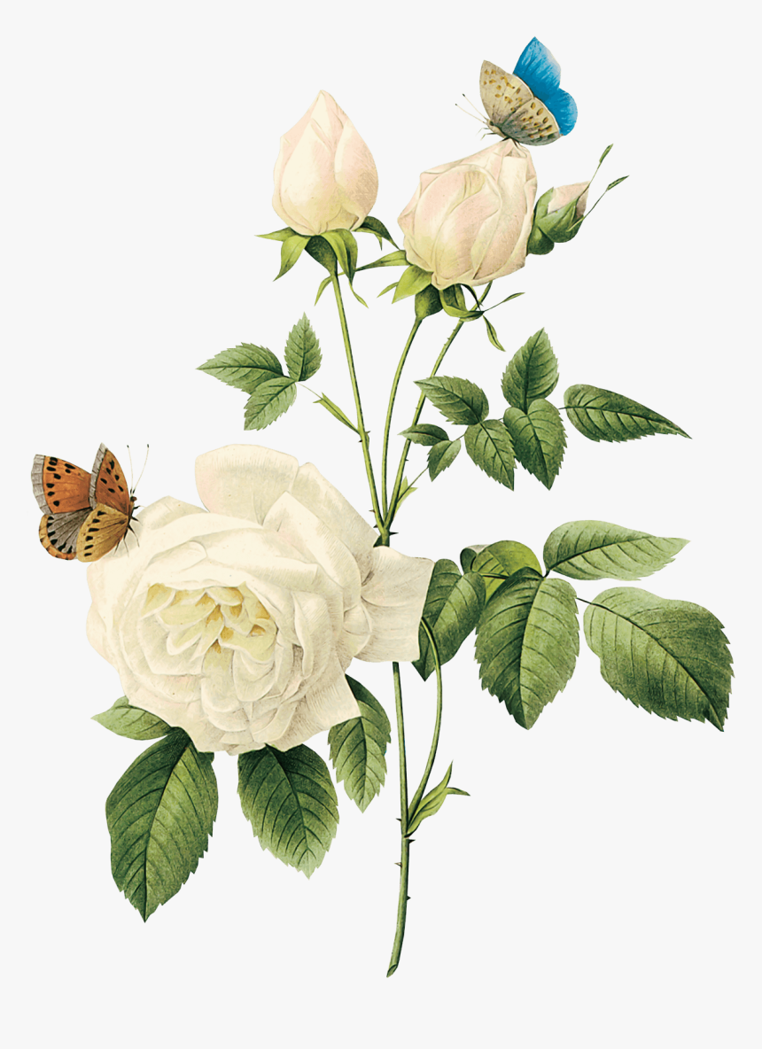 Mint Green Roses Png - White Rose Png, Transparent Png, Free Download