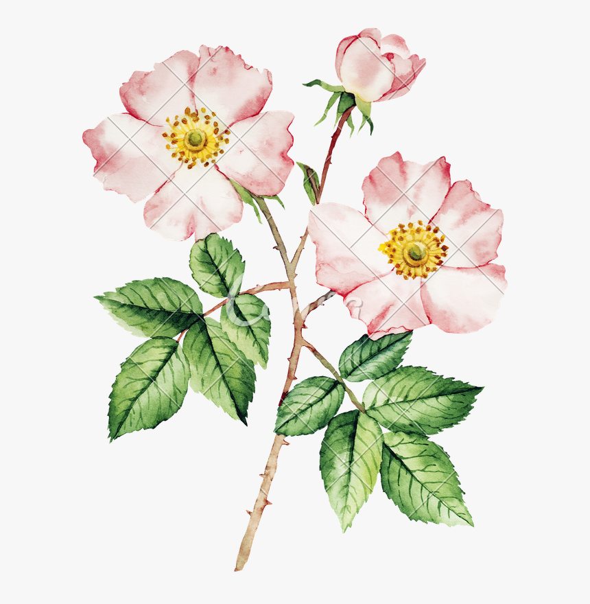 Botanical Wild Rose Flower Watercolor - Watercolor Flowers Botanical, HD Png Download, Free Download