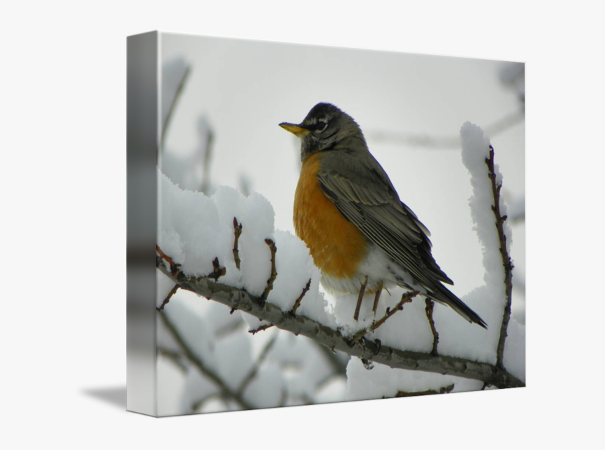 Robin, HD Png Download, Free Download
