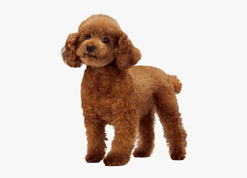 Miniature Poodle Standard Poodle Cockapoo Goldendoodle - Toy Poodle Png, Transparent Png, Free Download