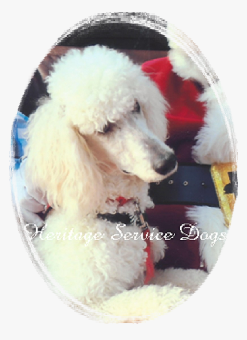 Standard Poodle, HD Png Download, Free Download