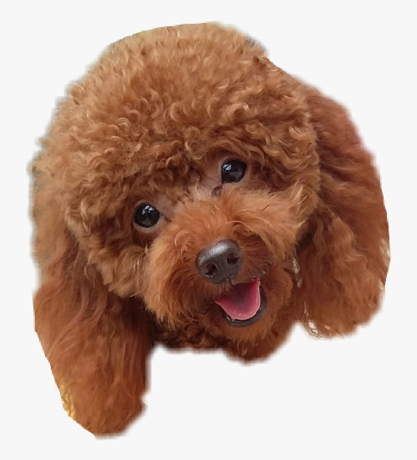 Toy Poodle , Png Download - Toy Poodle, Transparent Png, Free Download
