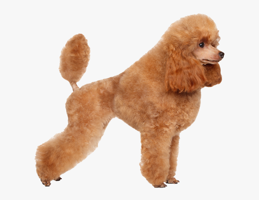 Poodle Png, Transparent Png, Free Download