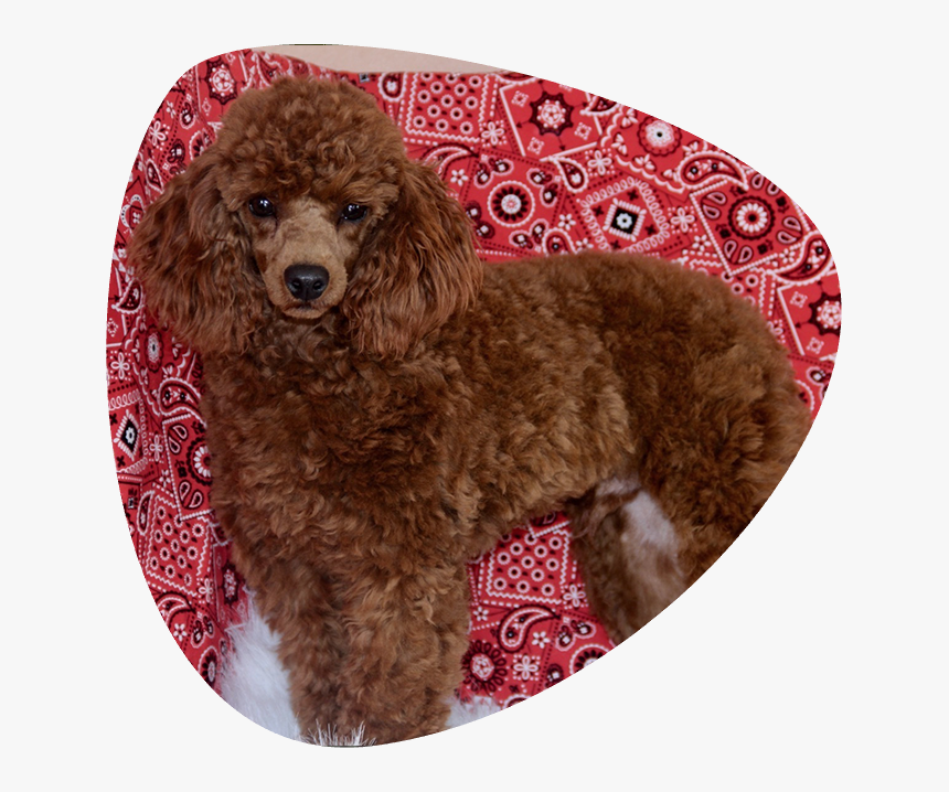 Standard Poodle, HD Png Download, Free Download