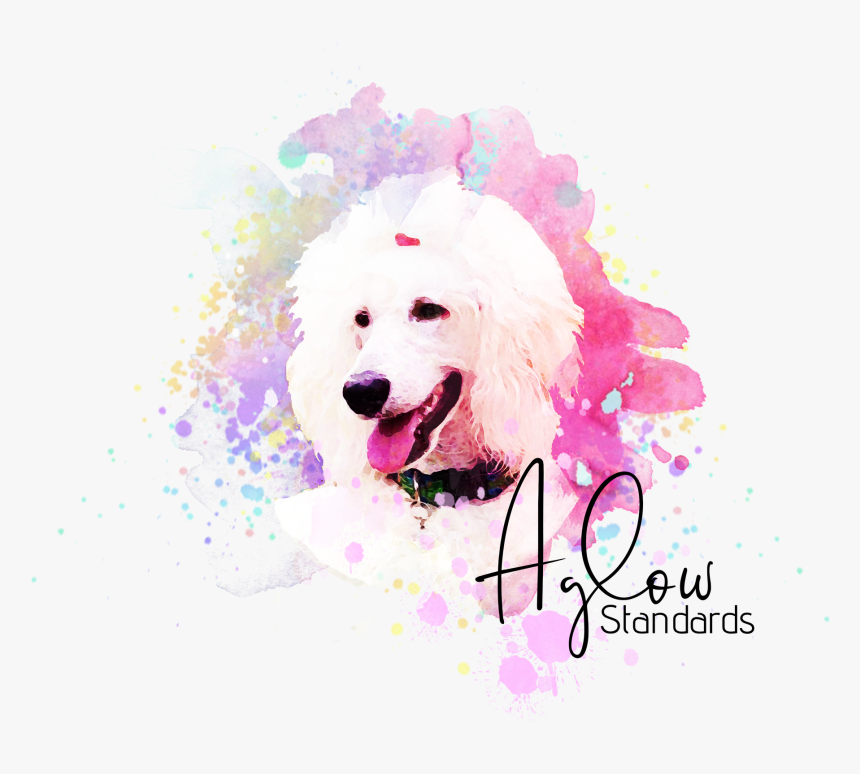 Transparent Poodle Png - Standard Poodle, Png Download, Free Download