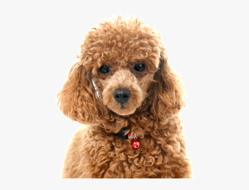 Brown Toy Poodle, HD Png Download, Free Download