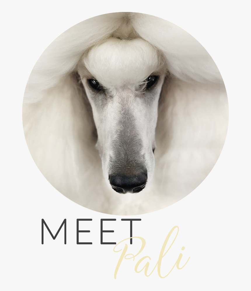 About Pali - Standard Poodle, HD Png Download, Free Download