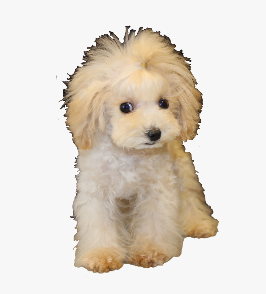 Responsive Mockup - Poodle, HD Png Download, Free Download