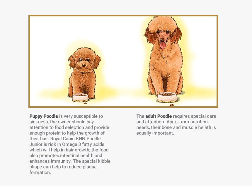 Poodle - Royal Canin Toy Poodle, HD Png Download, Free Download
