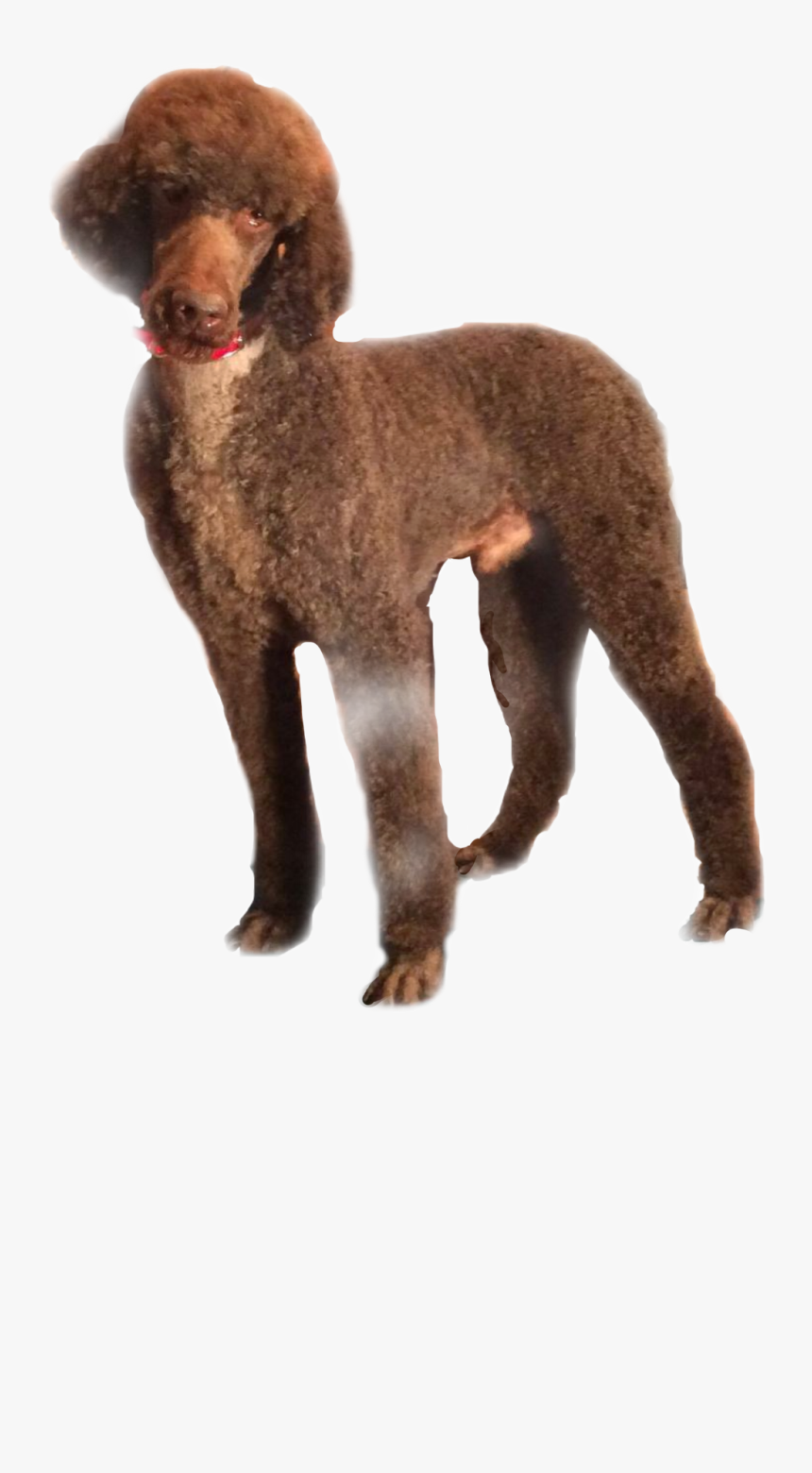 Picture - Standard Poodle, HD Png Download, Free Download
