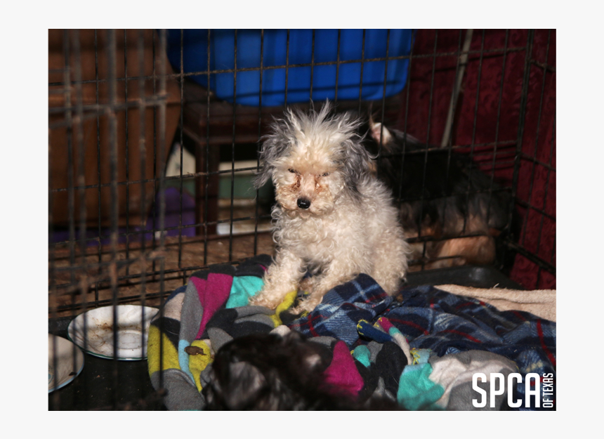 20180315 Local Cbs Puppy Mill 1 "
 Class="img Responsive - Toy Poodle, HD Png Download, Free Download