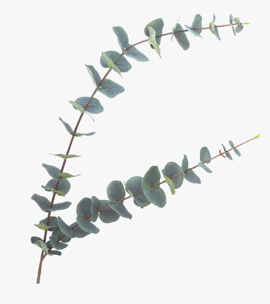 Image Result For Eucalyptus Leaves Png Faux Flower - Eucalyptus Png, Transparent Png, Free Download