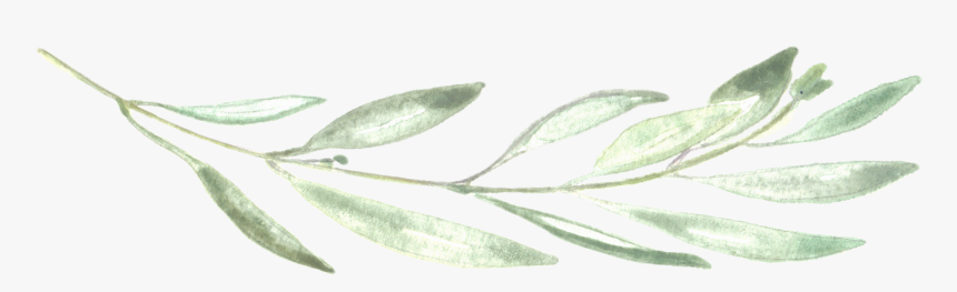 Photographer Chalk Leaf Neva Michelle Photography - Transparent Background Green Eucalyptus Watercolor, HD Png Download, Free Download