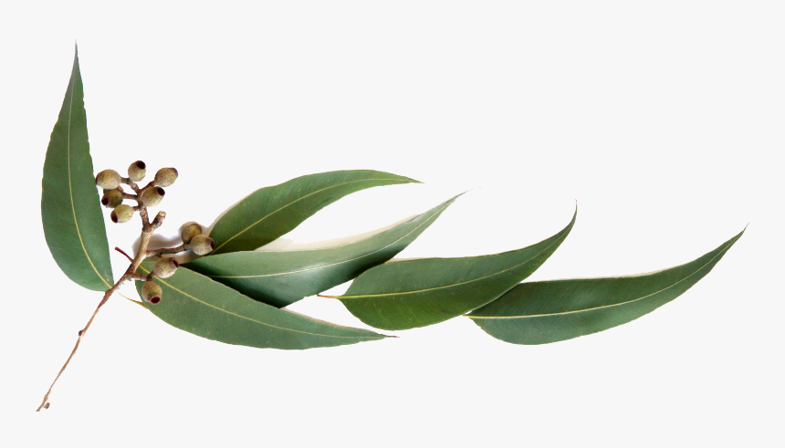 Eucalyptus Oil Essential Oil Eucalyptus Globulus Olbas - Just Breathe Scent Description, HD Png Download, Free Download