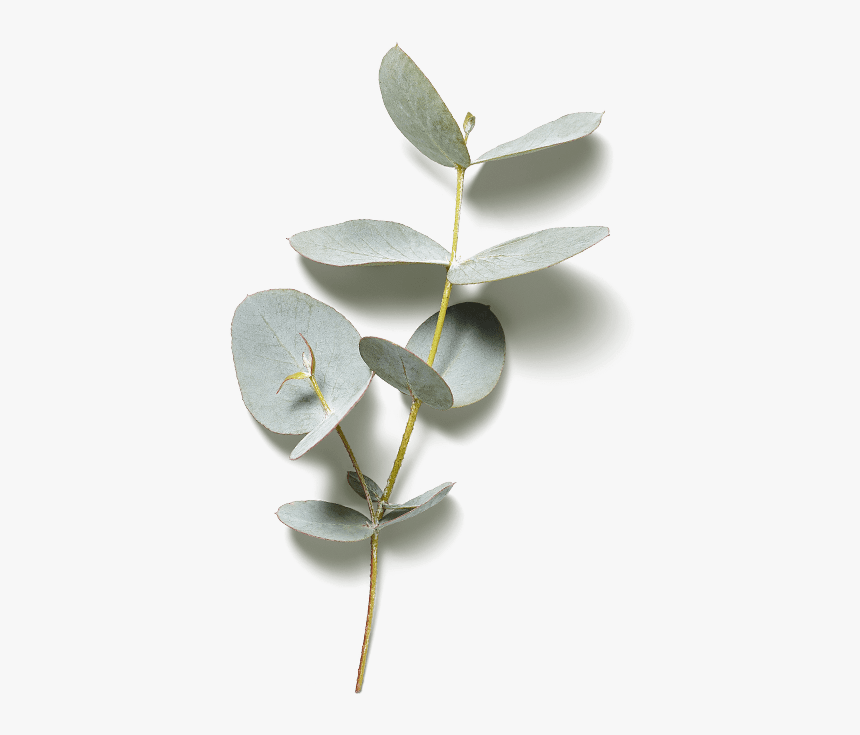 Twig, HD Png Download, Free Download