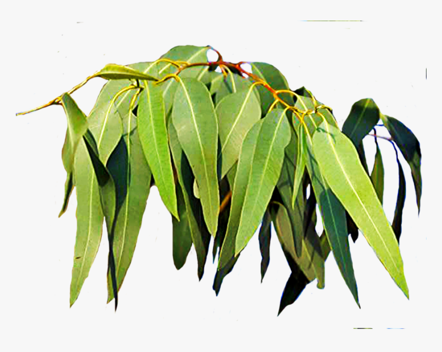 Free Download Eucalyptus Leaves Clipart Leaf Eucalyptus - ยู คา ลิ ป ตั ส ชื่อ วิทยาศาสตร์, HD Png Download, Free Download