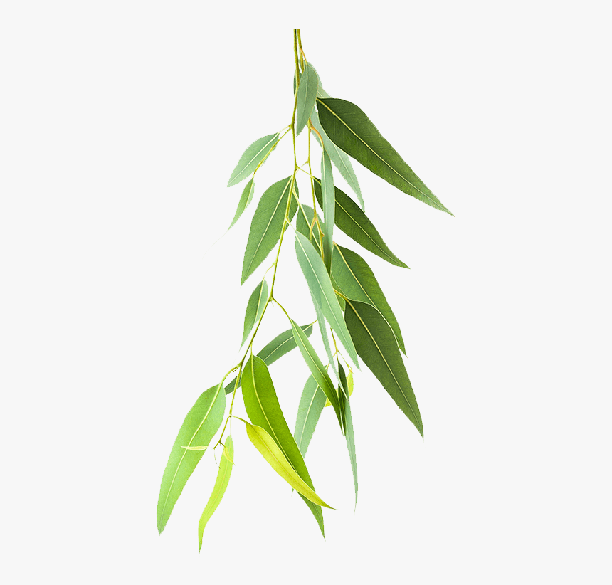 Lemon Eucalyptus - Eucalipto Rama, HD Png Download, Free Download