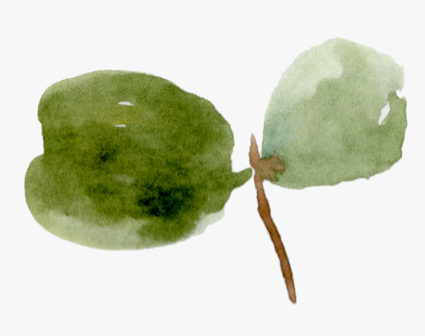 18 Eucalyptus Leaves , Png Download - Feijoa, Transparent Png, Free Download
