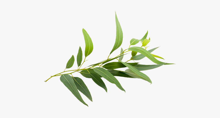 Eucalyptus Branch - Eucalyptus Smithii Png, Transparent Png, Free Download