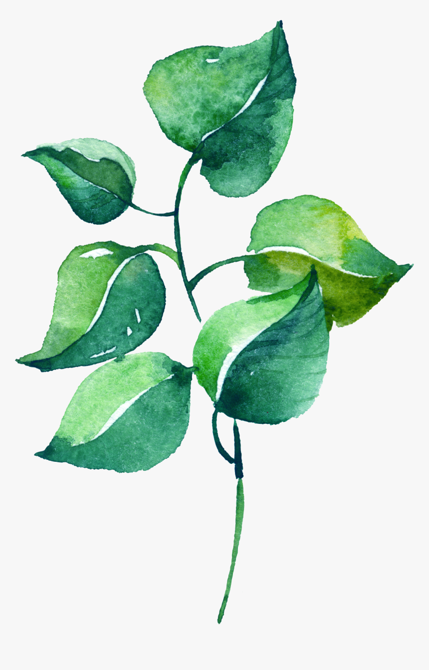 Watercolor Silver Leaf Eucalyptus Branch Png Free - Vẽ Lá Cây Màu Nước, Transparent Png, Free Download